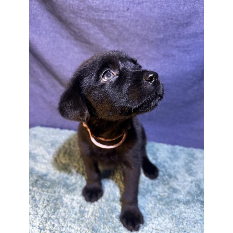 販売中の千葉県のミックス犬-424303の17枚目