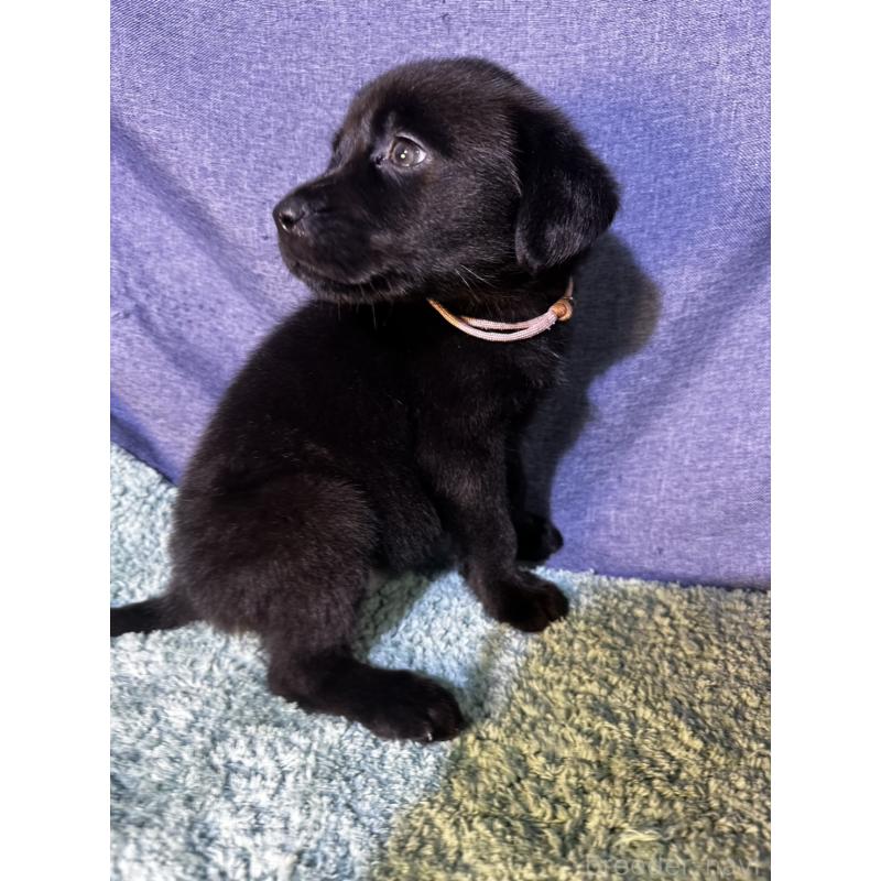 販売中の千葉県のミックス犬-424303の16枚目