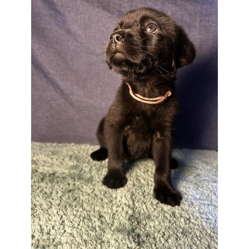 販売中の千葉県のミックス犬-424303の15枚目