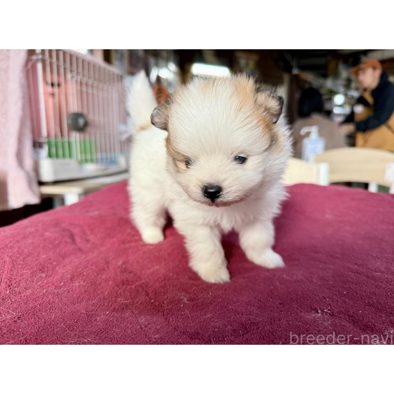 販売中の長野県のポメラニアン-428186の7枚目
