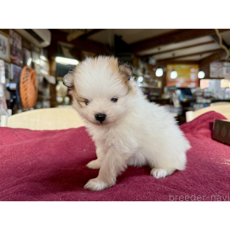 販売中の長野県のポメラニアン-428186の5枚目