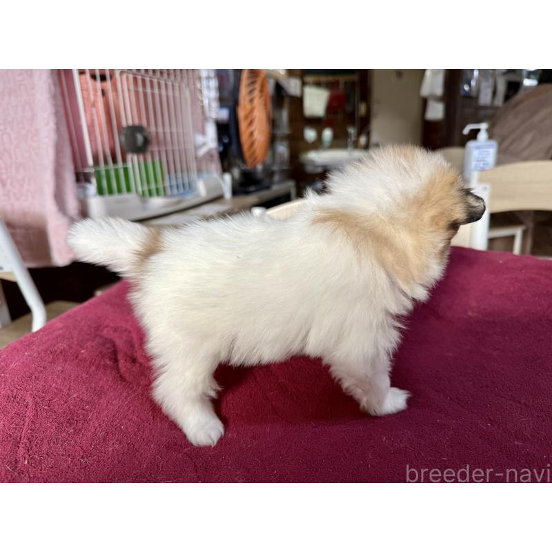 販売中の長野県のポメラニアン-428186の4枚目