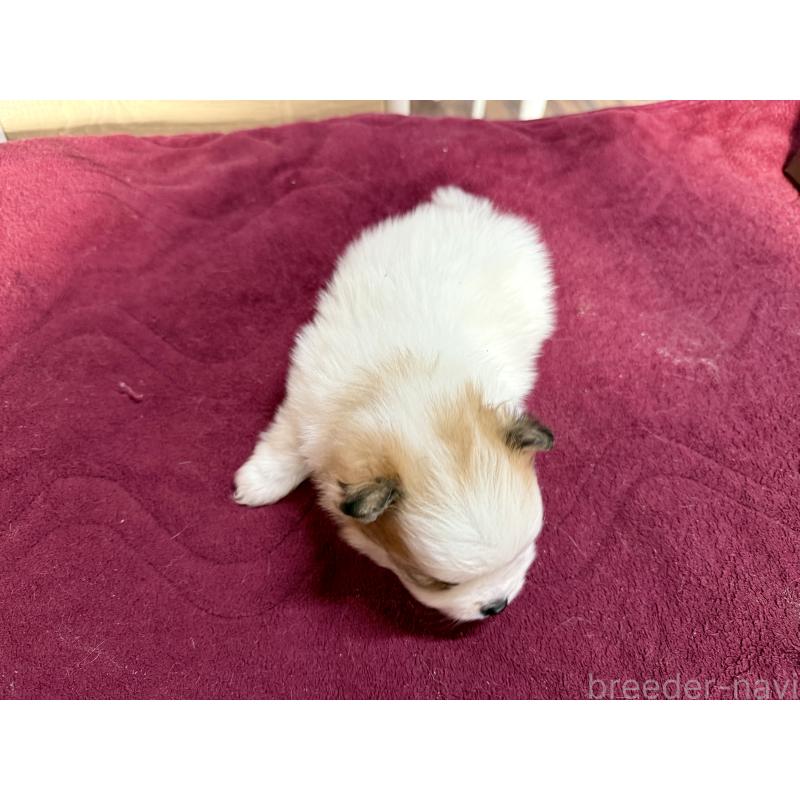 販売中の長野県のポメラニアン-428186の3枚目