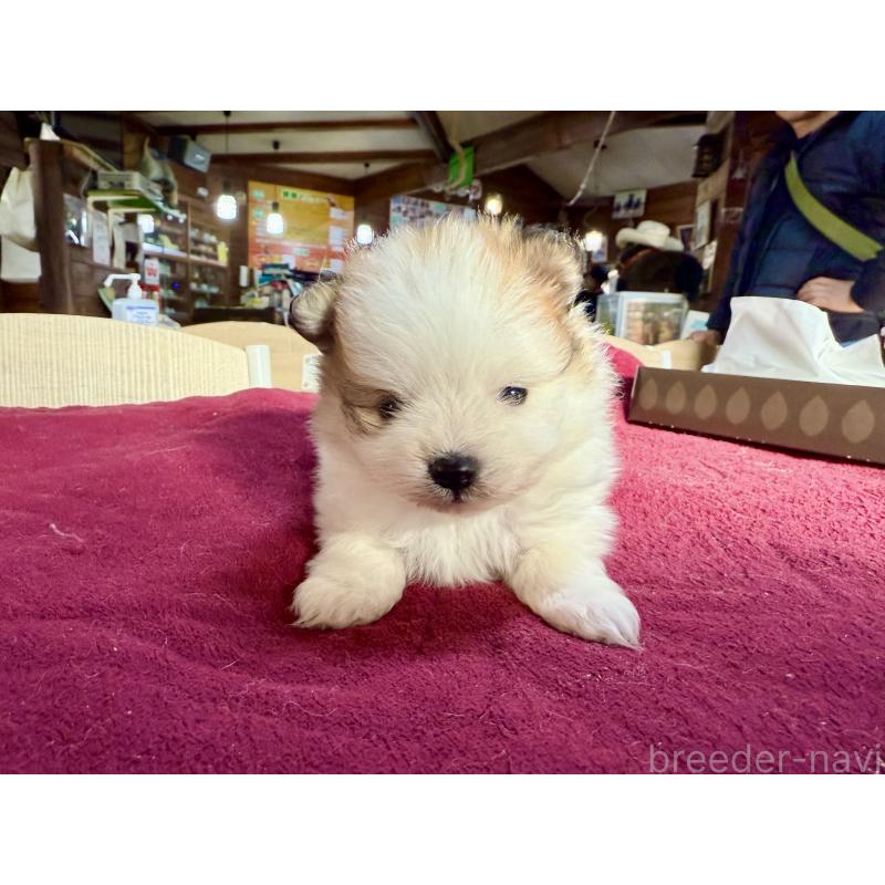 販売中の長野県のポメラニアン-428186の2枚目