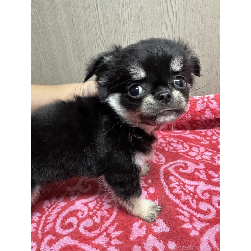 販売中の福島県のチワワ(ロングコート)-428193の4枚目