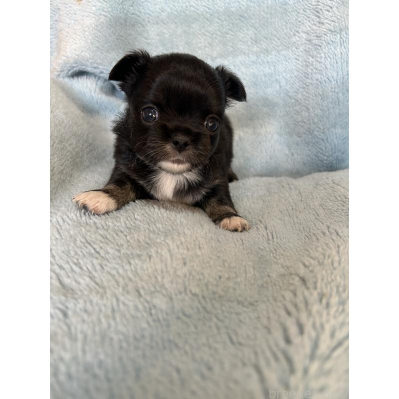 販売中の愛知県のチワワ(ロングコート)-428187の1枚目