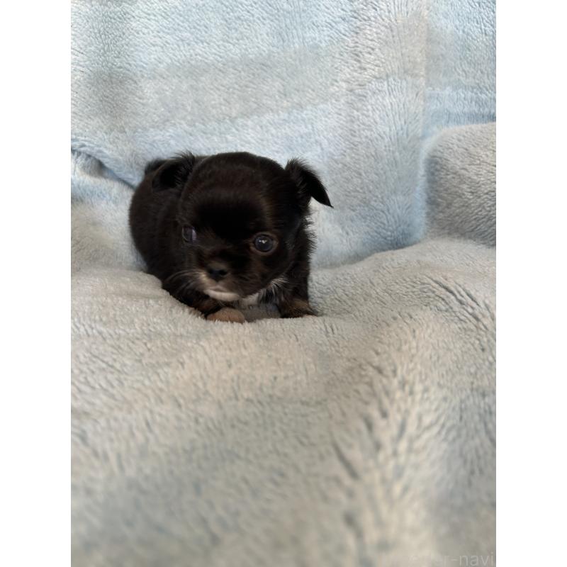 販売中の愛知県のチワワ(ロングコート)-428187の5枚目