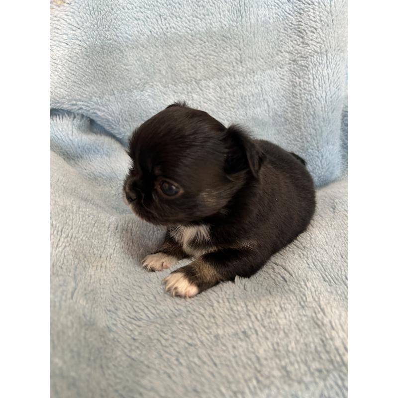 販売中の愛知県のチワワ(ロングコート)-428187の4枚目