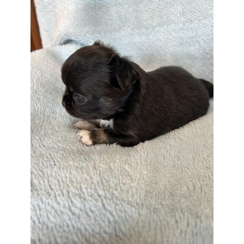 販売中の愛知県のチワワ(ロングコート)-428187の3枚目