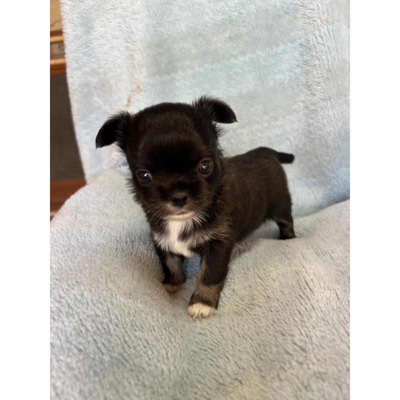 販売中の愛知県のチワワ(ロングコート)-428187の2枚目