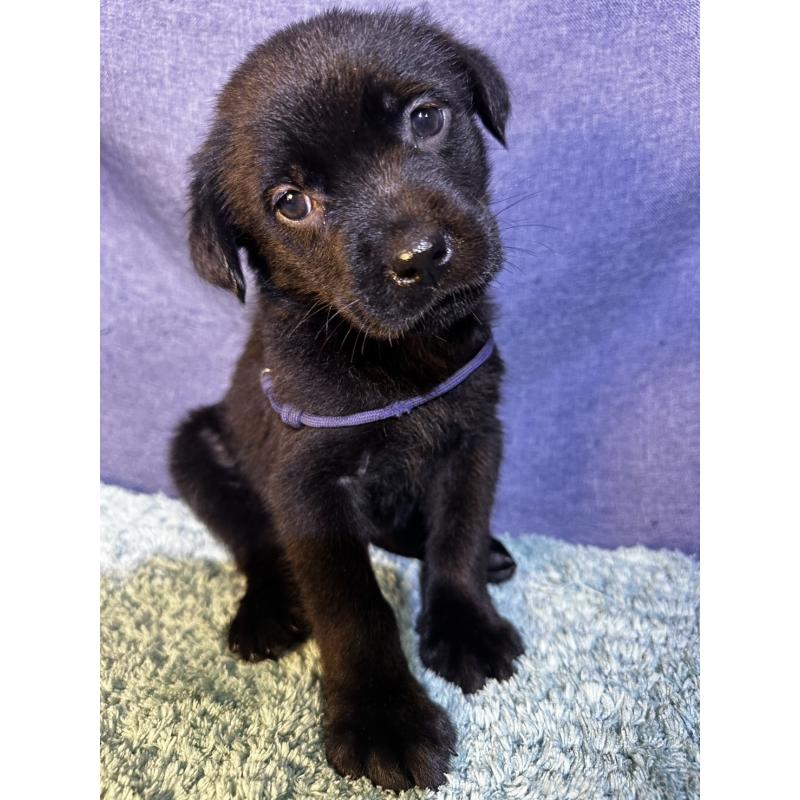 販売中の千葉県のミックス犬-424301の18枚目