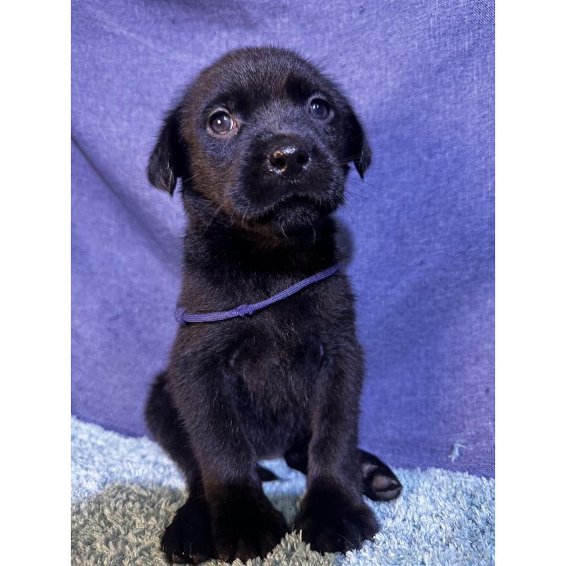 販売中の千葉県のミックス犬-424301の17枚目