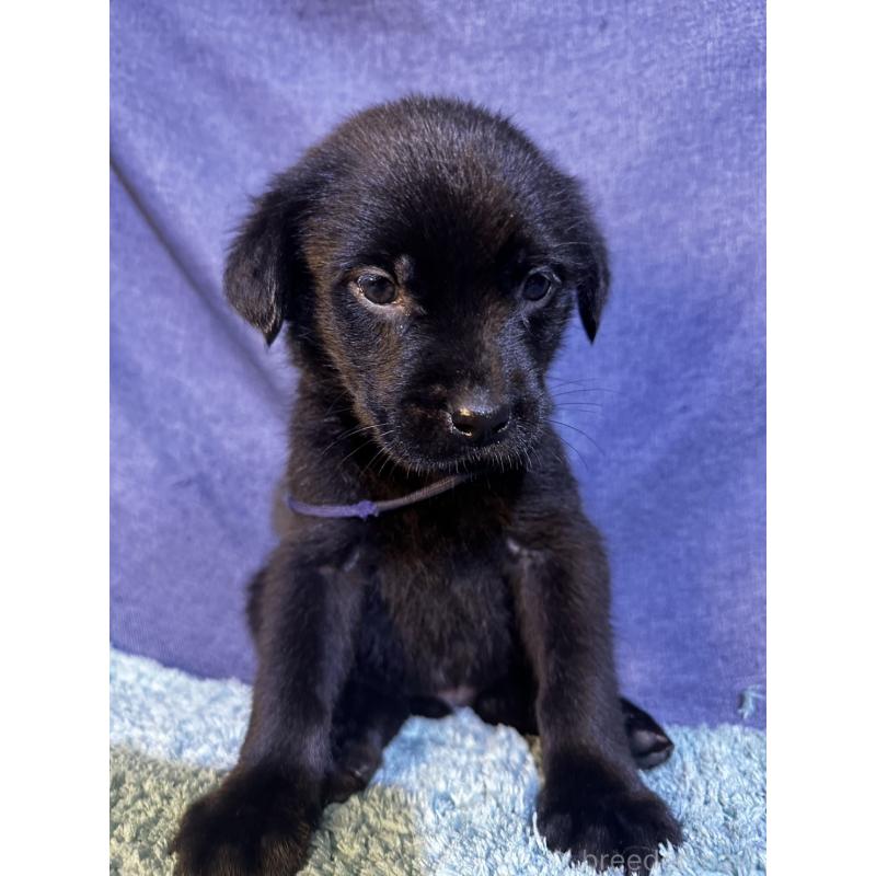 販売中の千葉県のミックス犬-424301の16枚目