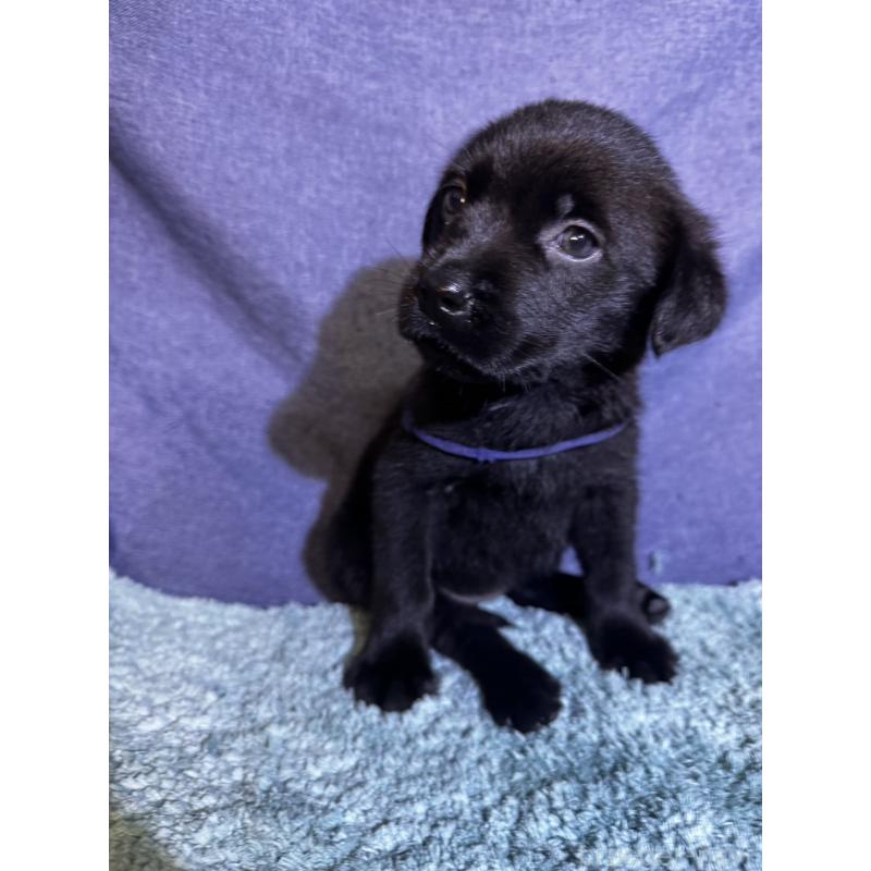 販売中の千葉県のミックス犬-424301の15枚目