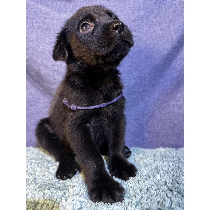 販売中の千葉県のミックス犬-424301の14枚目