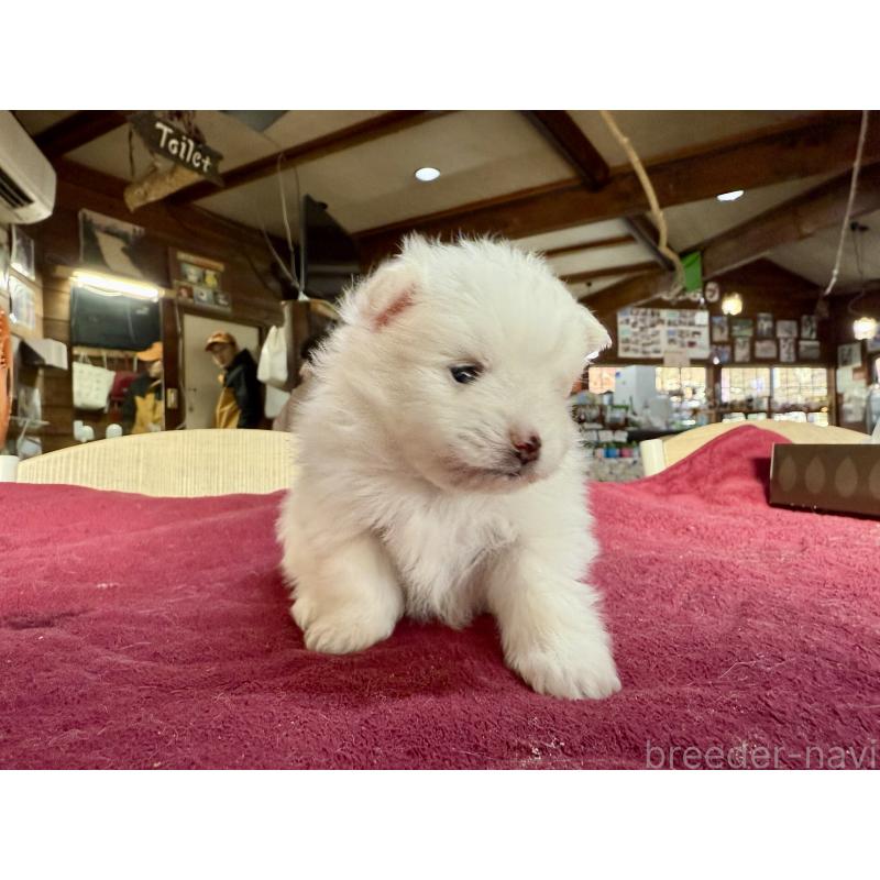 販売中の長野県のポメラニアン-428189の6枚目