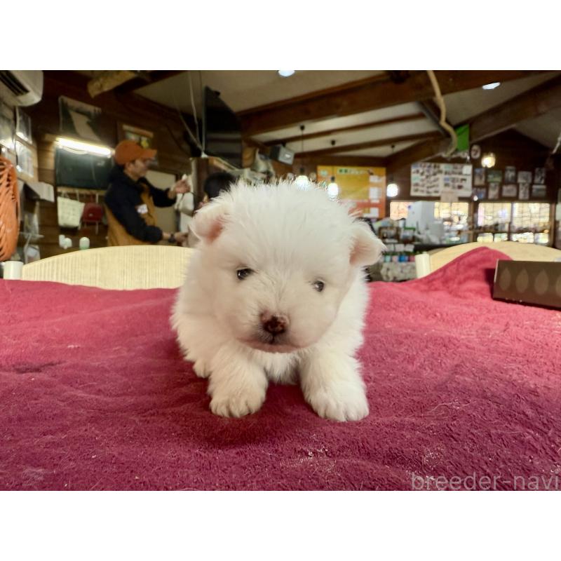 販売中の長野県のポメラニアン-428189の4枚目