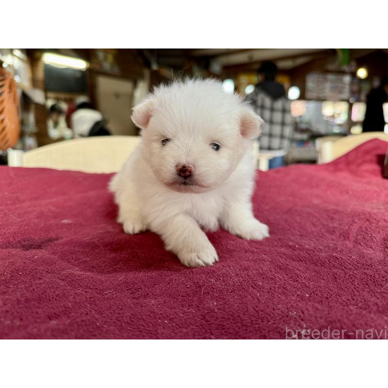 販売中の長野県のポメラニアン-428189の3枚目