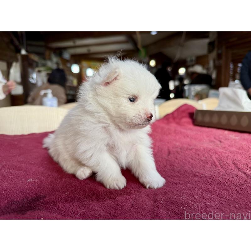 販売中の長野県のポメラニアン-428189の2枚目