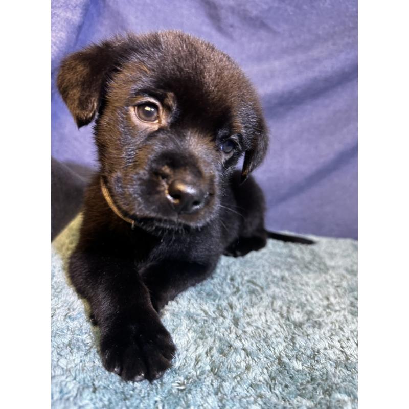 販売中の千葉県のミックス犬-424302の19枚目