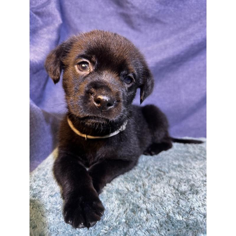 販売中の千葉県のミックス犬-424302の18枚目