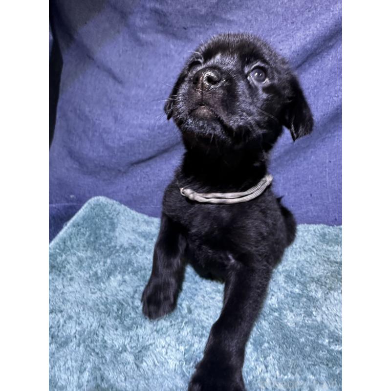 販売中の千葉県のミックス犬-424302の17枚目