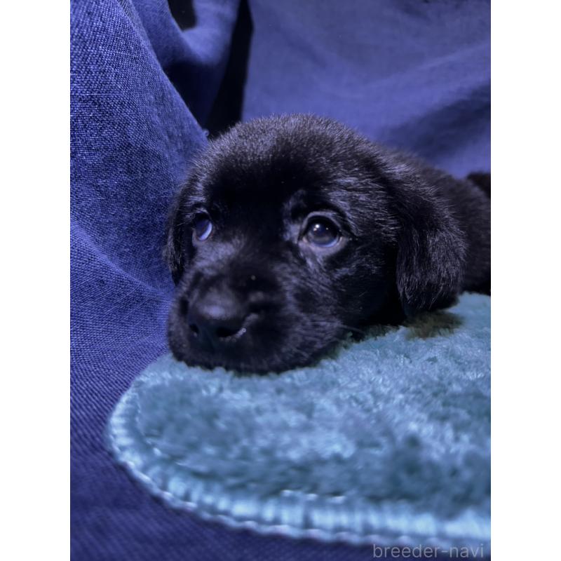 販売中の千葉県のミックス犬-424302の16枚目