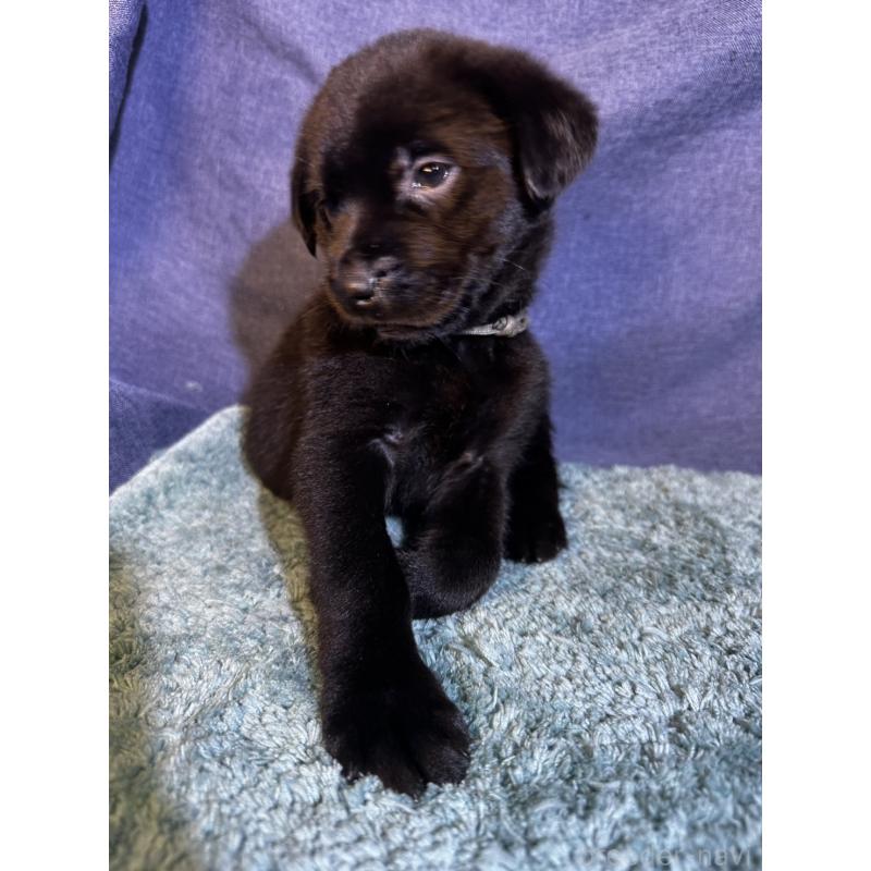 販売中の千葉県のミックス犬-424302の15枚目