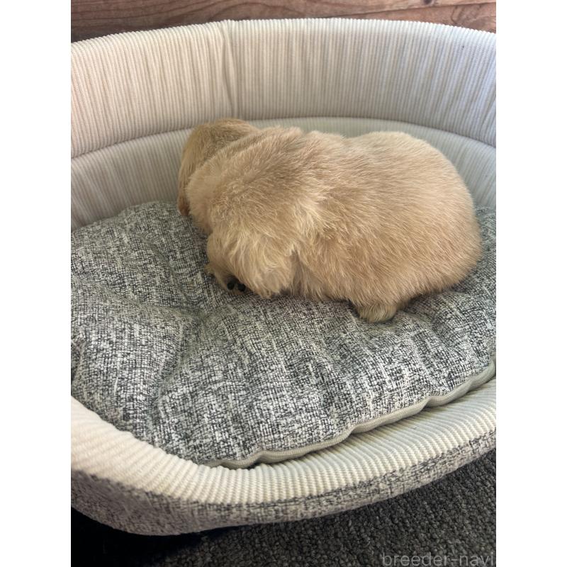 販売中の静岡県のゴールデンレトリーバー-428191の5枚目