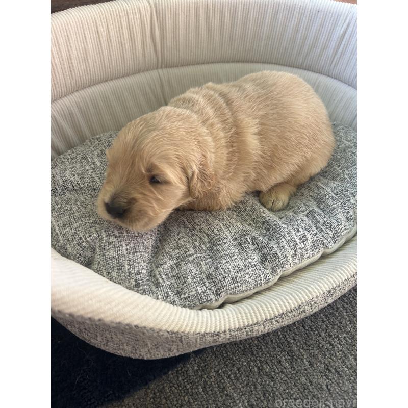 販売中の静岡県のゴールデンレトリーバー-428191の4枚目