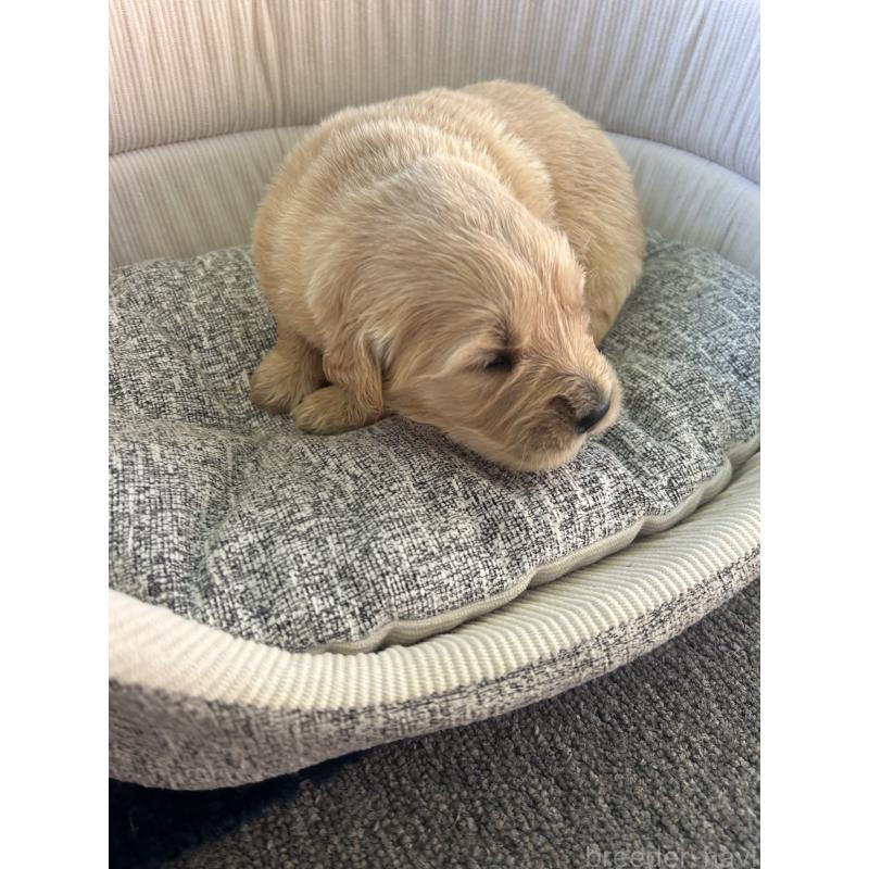 販売中の静岡県のゴールデンレトリーバー-428191の3枚目