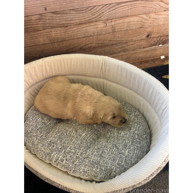 販売中の静岡県のゴールデンレトリーバー-428191の2枚目