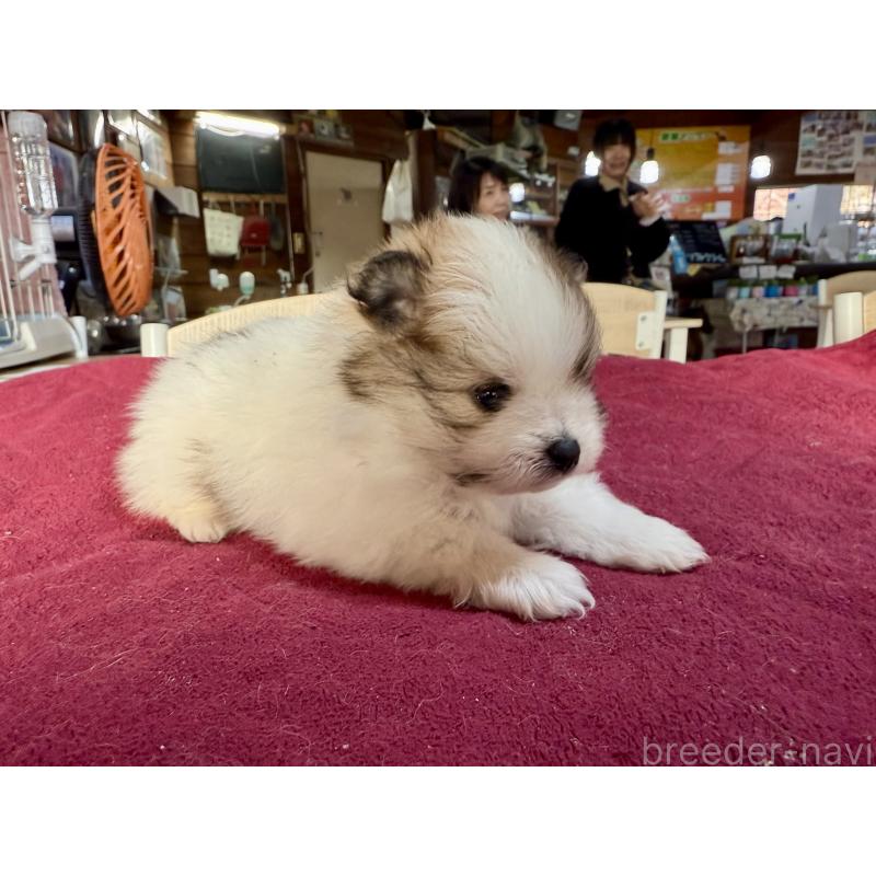 販売中の長野県のポメラニアン-428190の5枚目