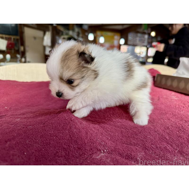 販売中の長野県のポメラニアン-428190の4枚目