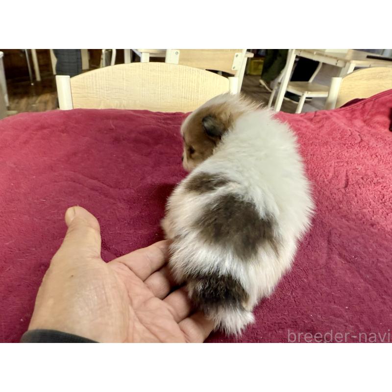 販売中の長野県のポメラニアン-428190の3枚目