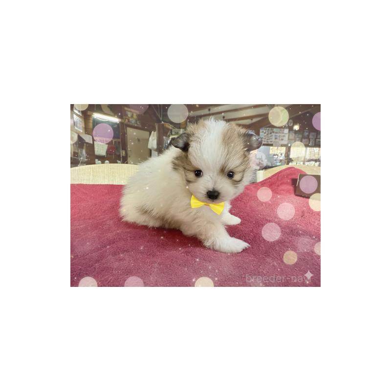 販売中の長野県のポメラニアン-428190の2枚目