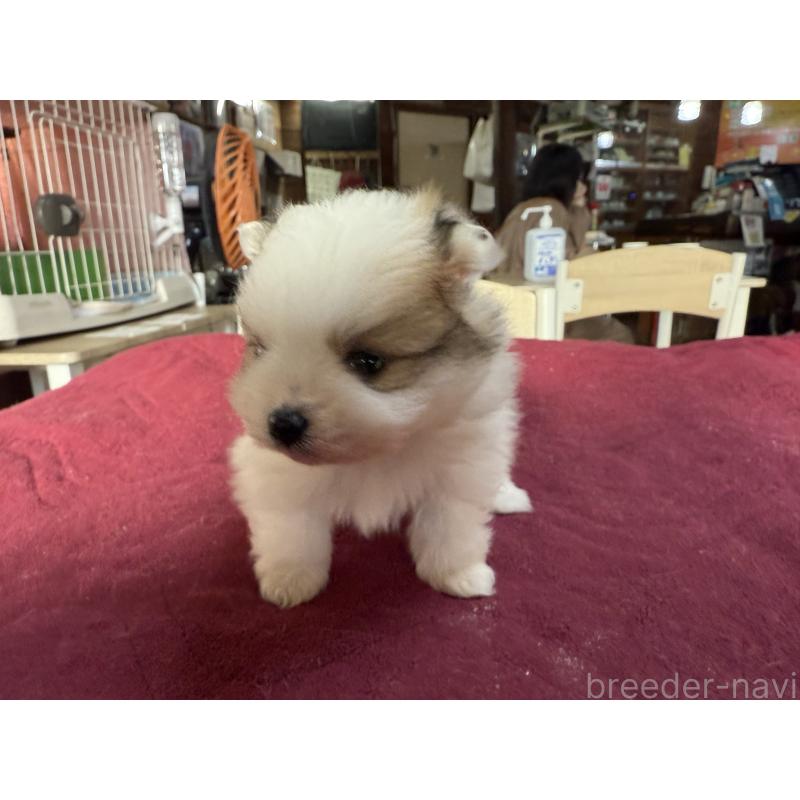 販売中の長野県のポメラニアン-428192の4枚目