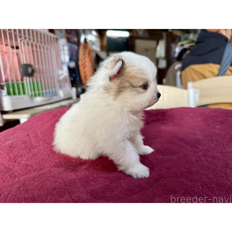 販売中の長野県のポメラニアン-428192の3枚目