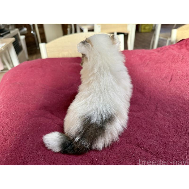 販売中の長野県のポメラニアン-428192の2枚目