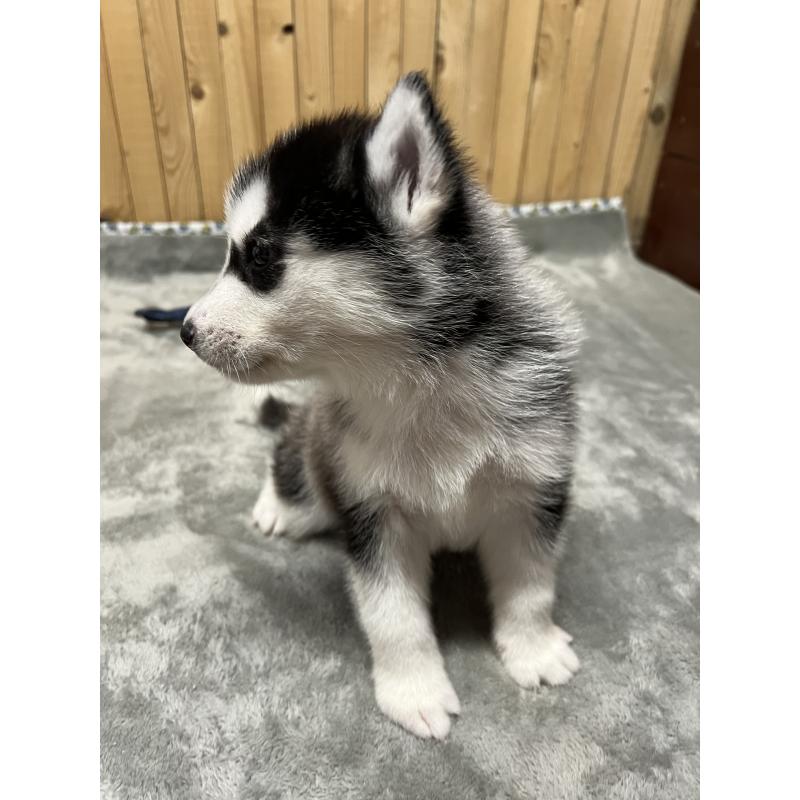 販売中の静岡県のシベリアンハスキー-428194の7枚目