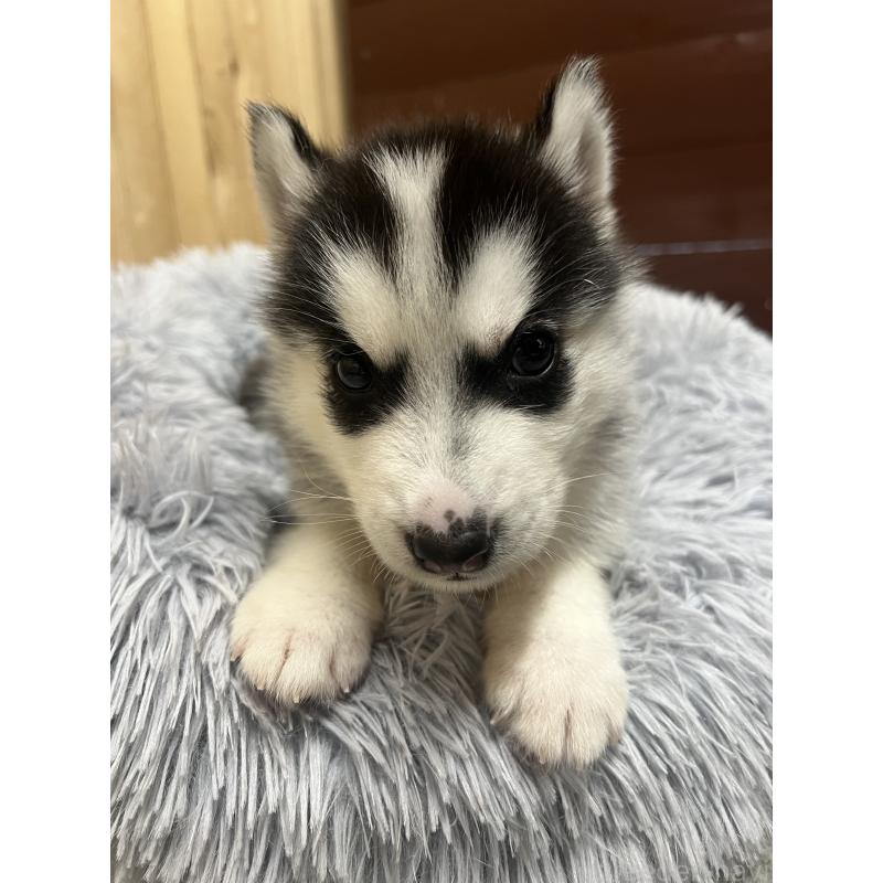 販売中の静岡県のシベリアンハスキー-428194の6枚目