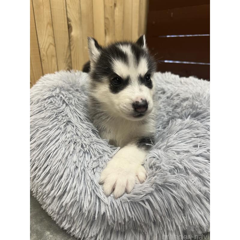 販売中の静岡県のシベリアンハスキー-428194の5枚目