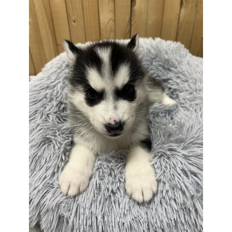 販売中の静岡県のシベリアンハスキー-428194の4枚目