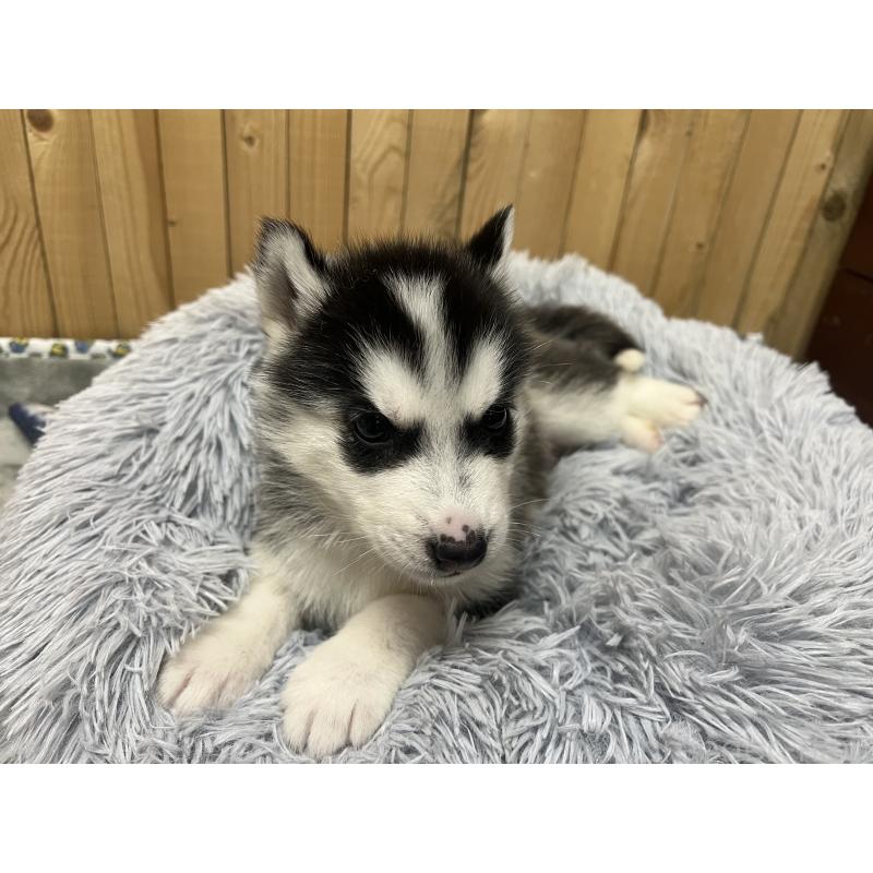 販売中の静岡県のシベリアンハスキー-428194の3枚目