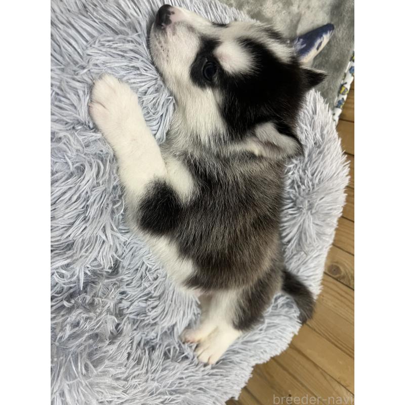 販売中の静岡県のシベリアンハスキー-428194の2枚目