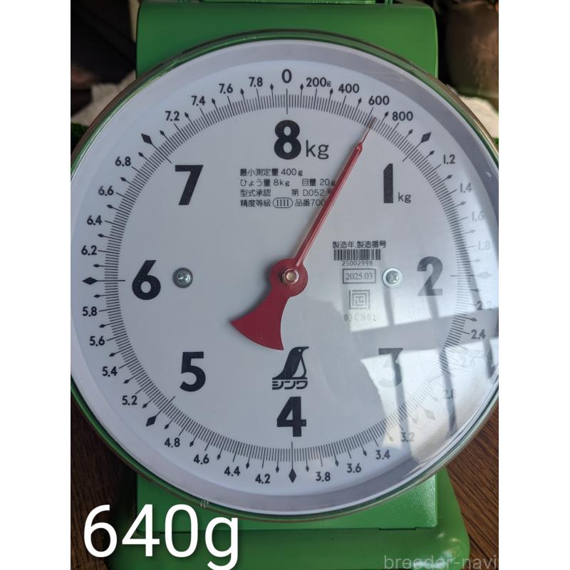 販売中の鹿児島県の豆柴-428195の6枚目