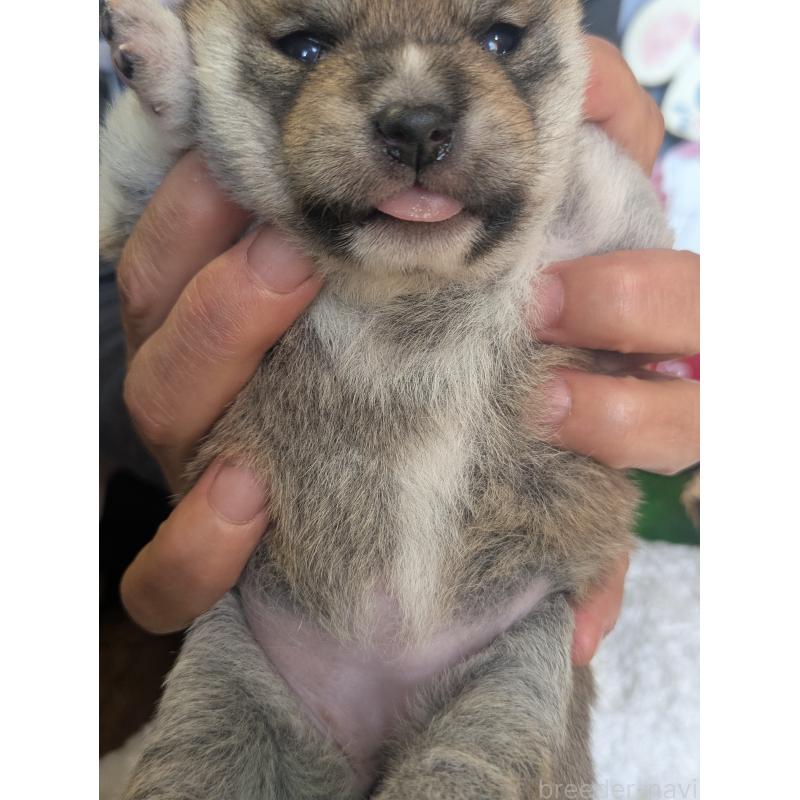 販売中の鹿児島県の豆柴-428195の5枚目