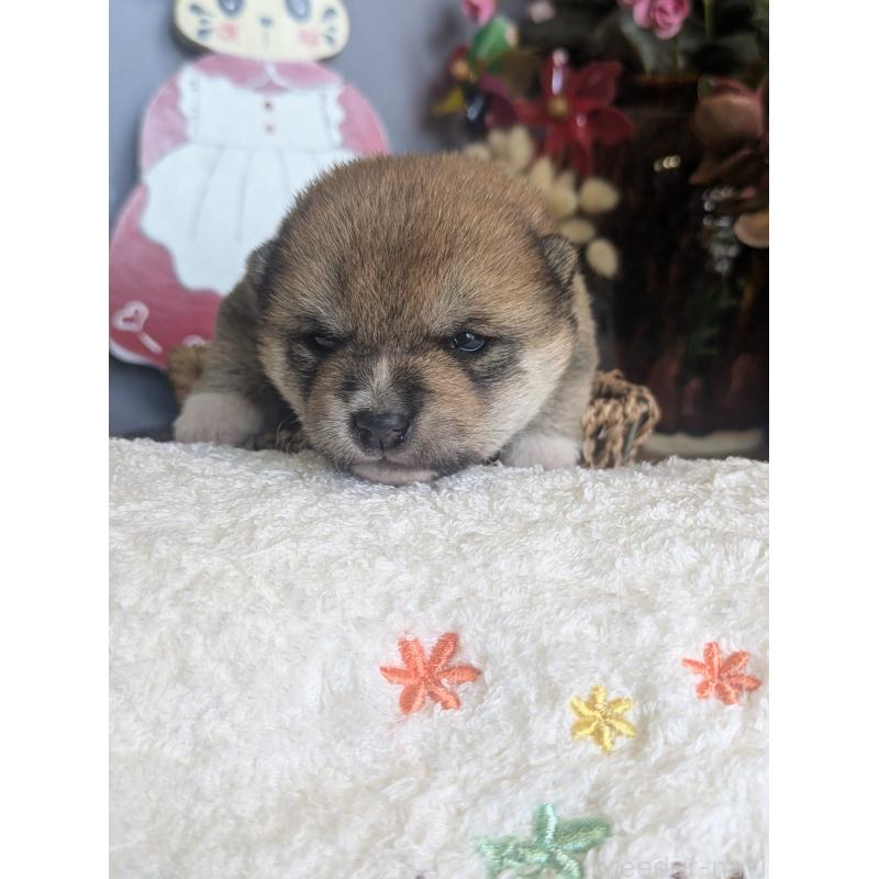 販売中の鹿児島県の豆柴-428195の4枚目