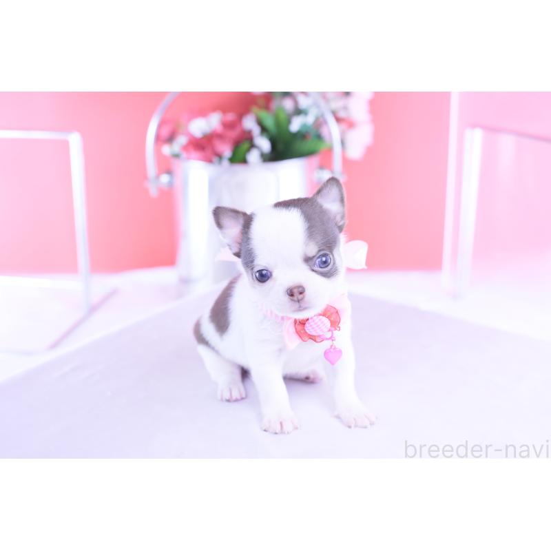 販売中の愛知県のチワワ(スムースコート)-428196の15枚目