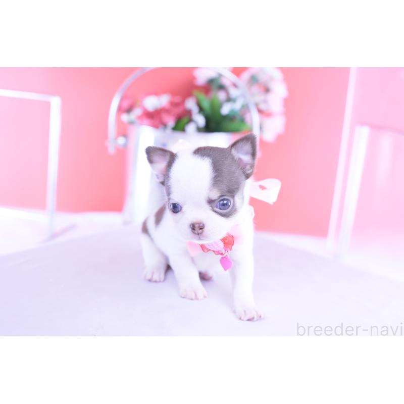 販売中の愛知県のチワワ(スムースコート)-428196の14枚目